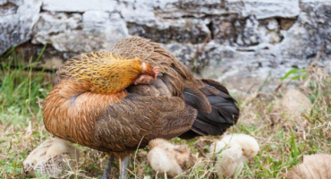Způsoby boje proti klíšťatům kuřat